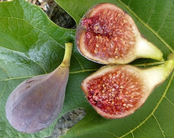 sugar fig！ il_340x270.4715682446_gtkl.jpg