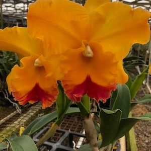 Rlc. Yasuji Takasaki 'Hawaii',  Cattleya Type Orchid Plant Shipped in 2.5" Pot.