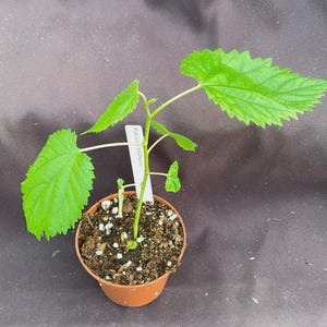 May include: A small potted plant with vibrant green leaves. The plant has a slender stem and is labeled "Pakist. Mulberr." The pot is a light brown color and filled with soil and small white stones. The background is a dark gray.