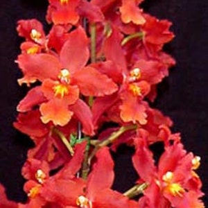 Oncidium Space Mine 'Red Rendezvous'  Orchid Plant Shipped in 2.5" Pot