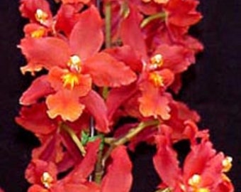 Oncidium Space Mine 'Red Rendezvous'  Orchid Plant Shipped in 2.5" Pot