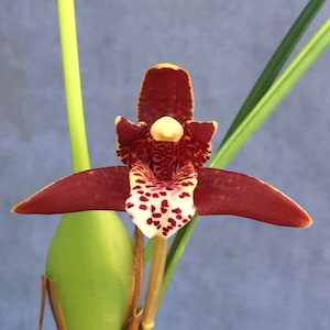 Coconut Orchid,  Maxillaria tenuifolia.  Wonderfully Fragrant Orchid,  Rooted Plant Shipped in 2.5" Pot