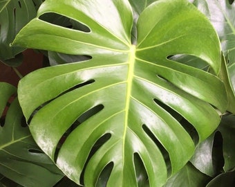 Monstera deliciosa,  Split Leaf Monstera,  Rooted Plants Shipped in 3" Pot