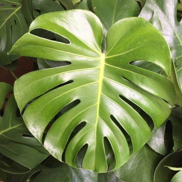 Monstera deliciosa,  Split Leaf Monstera,  Rooted Plants Shipped in 3" Pot