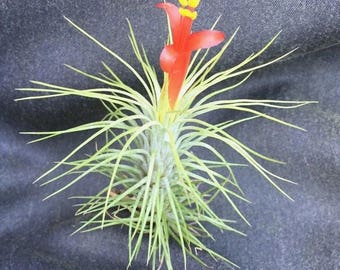 Air Plant, Tillandsia Ionantha, the Blushing Bride - Etsy