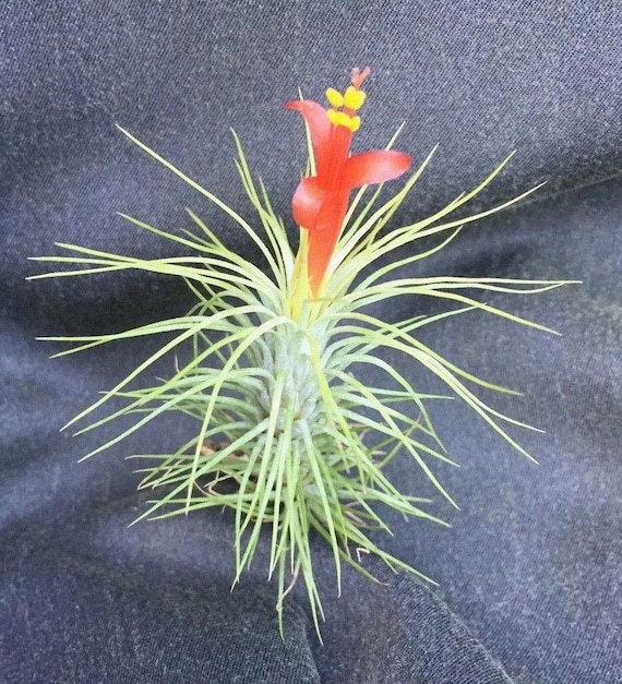 asiatic lily bulbs for sale Red Flash Lily
