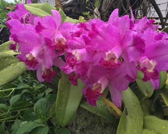 Cattleya Dorothy Warne 'Favorite',  Orchid Plant Shipped in 2.5" Pot