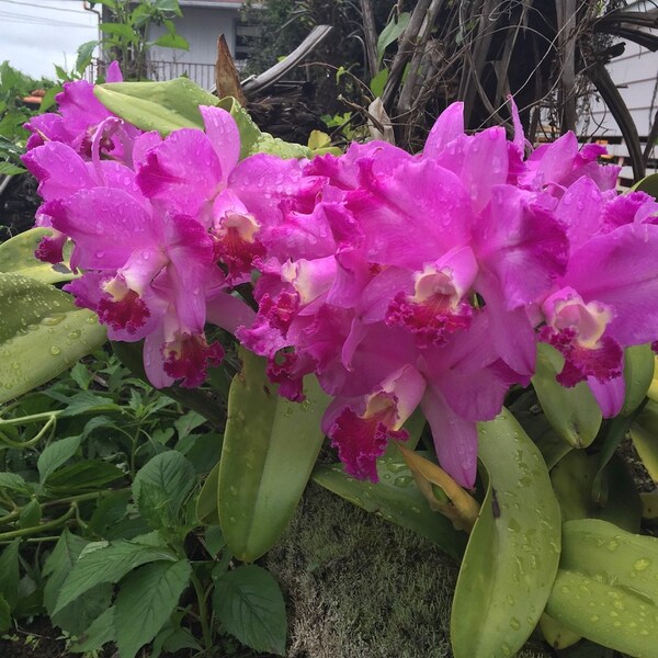 Cattleya Dorothy Warne 'Favorite',  Orchid Plant Shipped in 2.5" Pot