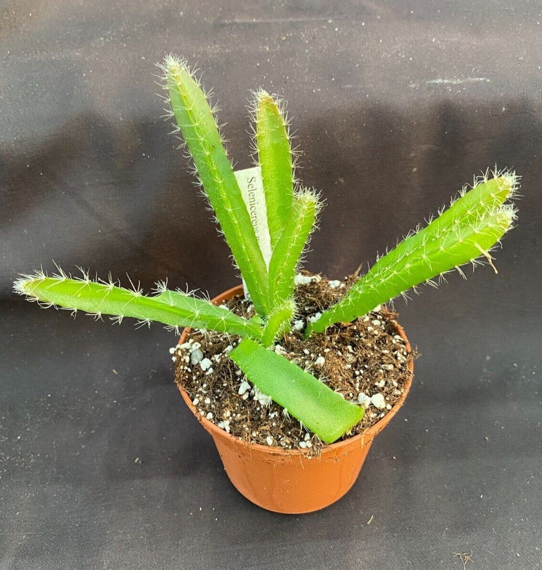 Yellow Dragon Fruit Plant Selenicereus Megalanthus. Rooted Etsy