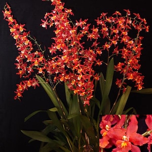 Oncidium Pacific Panache 'Fireside Fever'  Orchid Plant shipped in 2.5" Pot