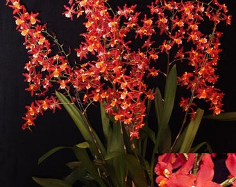 Oncidium Pacific Panache 'Fireside Fever'  Orchid Plant shipped in 2.5" Pot