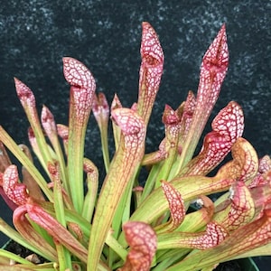 Sarracenia Scarlet Belle, planta carnívora de jarra enviada en maceta de 2,5"
