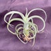 see more listings in the Bromeliads section