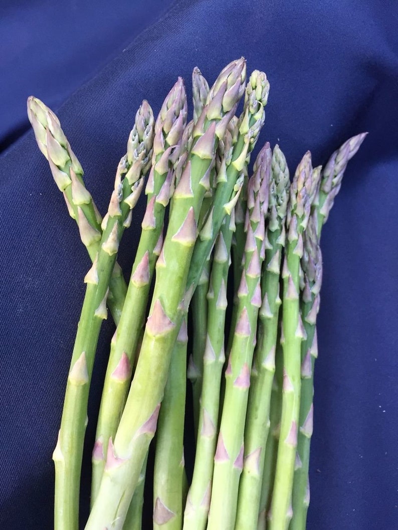 Asparagus Jersey Supreme Male 10 Two Year Old Crowns Etsy