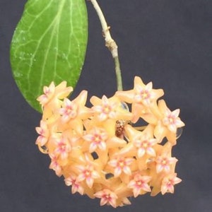 Hoya fitchii, Rare Hoya, Two Rooted Plants Shipped in 2" Pot