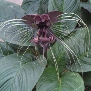 Black Bat Flower,  Tacca chantrieri,  Rooted Plant Shipped in 3&quot; Pot