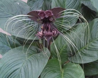 Black Bat Flower,  Tacca chantrieri,  Rooted Plant Shipped in 3" Pot