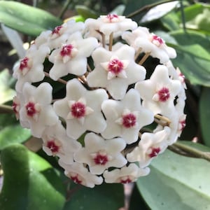 Hoya motoskei, Rare Hoya, Rooted Plant Shipped in 2.5 Pot image 1