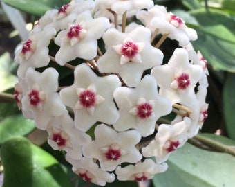 Hoya motoskei,  Rare Hoya,  Rooted Plant Shipped in 2.5" Pot