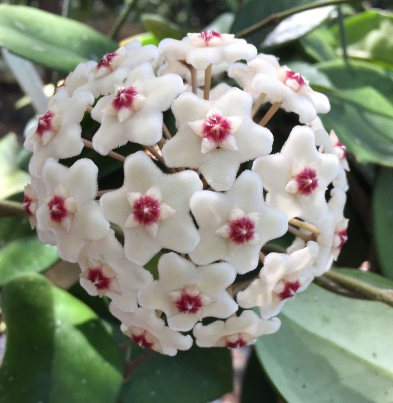 Hoya motoskei, Rare Hoya, Rooted Plant Shipped in 2.5 Pot image 1