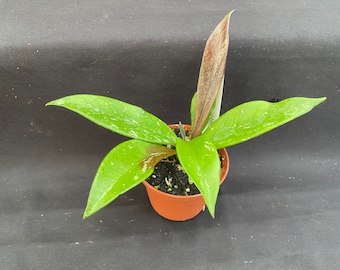 Hoya pubicalyx 'Royal Hawaiian Purple'  Rare Hoya, Rooted Plant Shipped in 2.5" Pot.