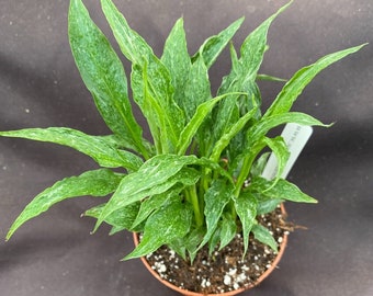 Variegated Peace Lily,  Spathiphyllum Domino.  Rooted Plants Shipped in 3" Pot