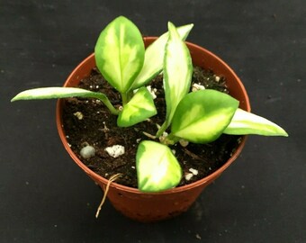 Hoya heuschkeliana 'Variegated'  Rare Hoya,  Two Rooted Plants Shipped in a 2" Pot