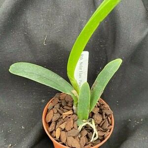 Rth. Solar Flare 'Paradise' Cattleya type orchid Plant Shipped in 2.5 Pot image 2