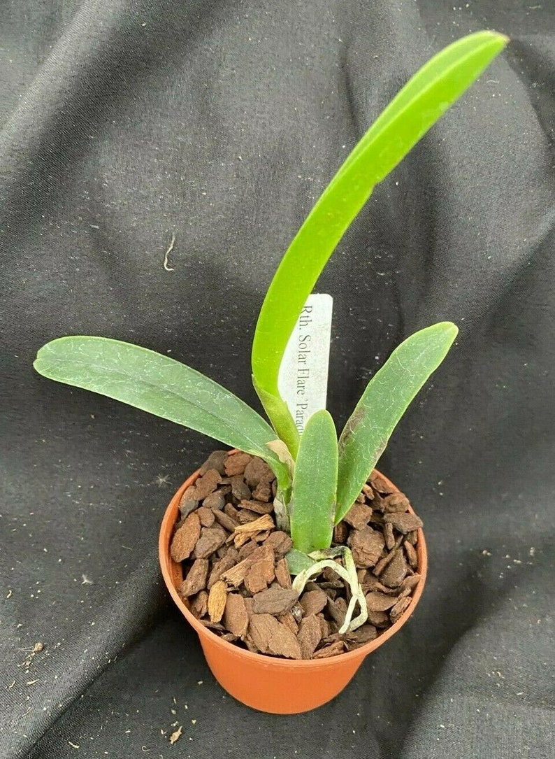 Rth. Solar Flare 'Paradise' Cattleya type orchid Plant Shipped in 2.5 Pot image 2