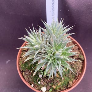 Deuterocohnia brevifolia,  Dwarf Bromeliad, Grows Like a Succulent, Plant Shipped in 3" Pot
