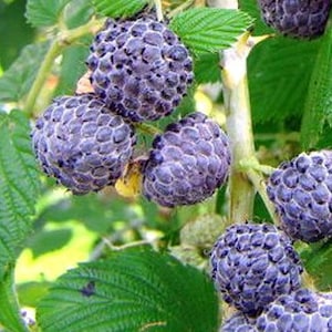 Mysore Raspberry,  Rubus niveus.  Rooted Plant Shipped in 3" Pot