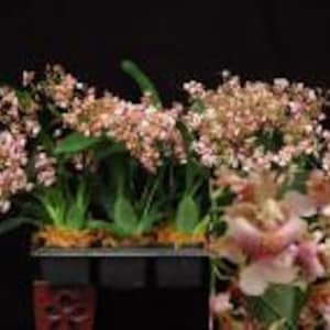 May include: A close-up of a cluster of pink and brown orchids with green leaves. The orchids are in a black rectangular container. The background is black.