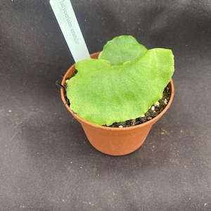 Platycerium grande,  The Moose Horn Fern,  Rooted Plant Shipped in 3&quot; Pot