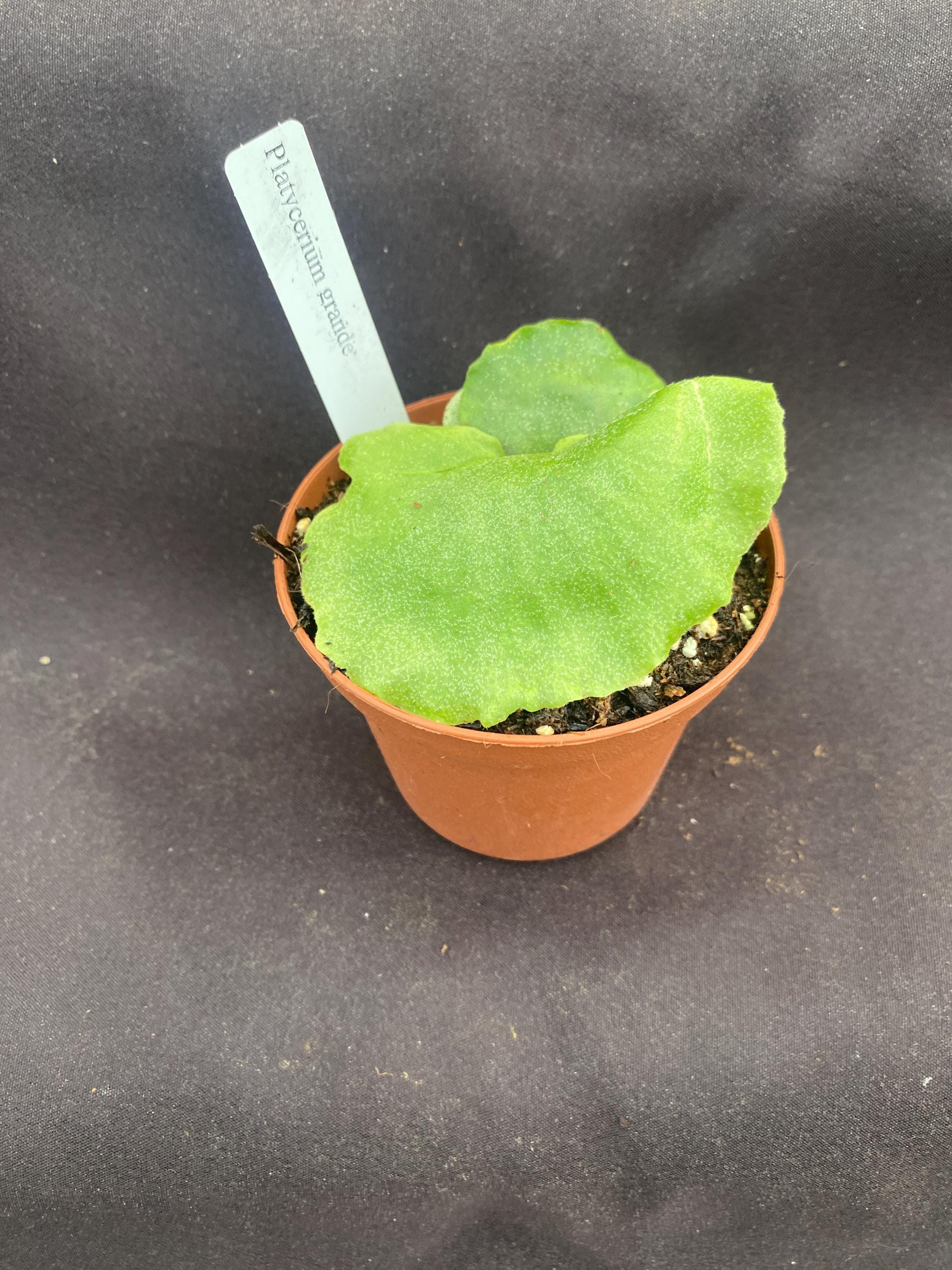 Platycerium Wandae - Etsy