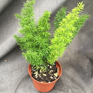 Foxtail Fern,  Asparagus meyeri, Great Fern for Sun!  Established Plants Shipped in 3&quot; Pots