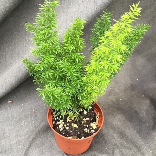 Foxtail Fern,  Asparagus meyeri, Great Fern for Sun!  Established Plants Shipped in 3" Pots