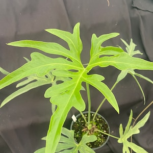 Anthurium pedato-radiatum,  The Fingers Anthurium,  Rooted Plant Shipped in 3" Pot