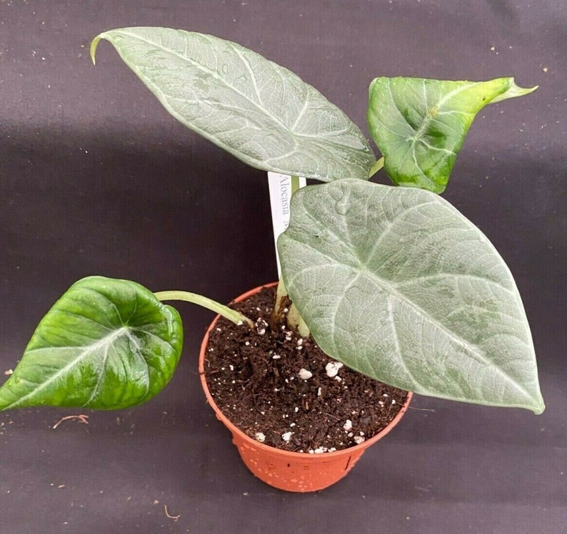 Alocasia �Maharani� Dwarf Elephant Ear Plant Etsy