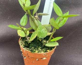 Hoya krohniana,  Two or more rooted plants shipped in 2" pot