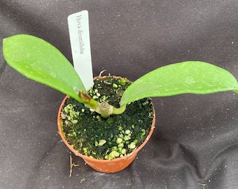 Hoya diversifolia,  Unique Hoya Growing with Different Leaf Shapes,  Rooted Plant Shipped in 2.5" Pot