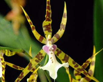 Bratonia Golden Spider 'Copius',  Orchid Plant Shipped in 2.5" Pot