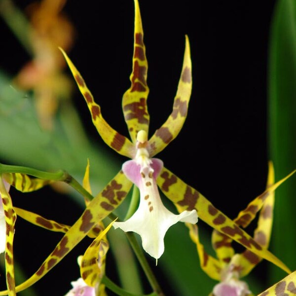 Bratonia Golden Spider 'Copius',  Orchid Plant Shipped in 2.5" Pot