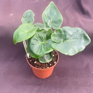 Philodendron Atom. New Compact Growing Low Light House Plant. Rooted Plant Shipped in 3" Pot. afbeelding 3