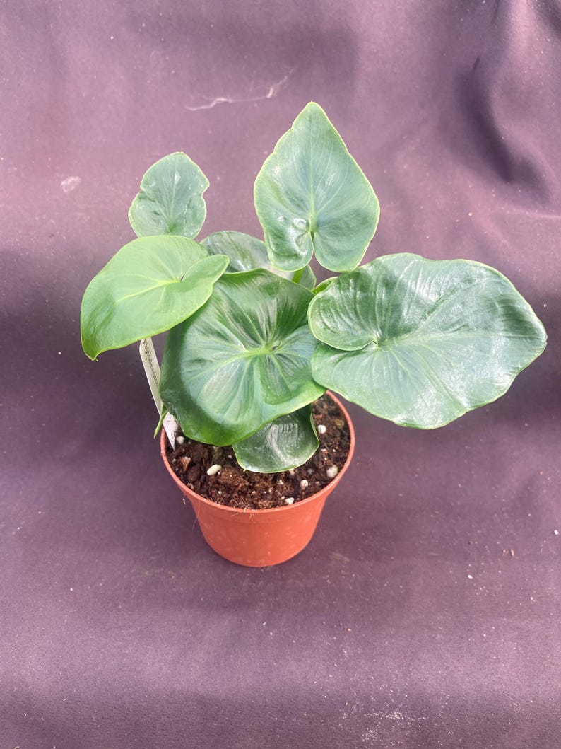 Philodendron Atom. New Compact Growing Low Light House Plant. Rooted Plant Shipped in 3" Pot. afbeelding 3