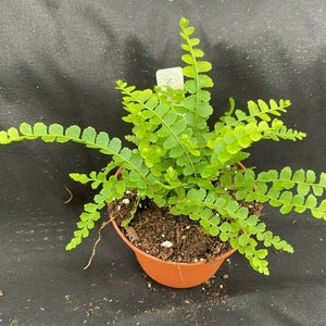 Lemon Button Fern,  Nephrolepis duffii,  Rooted Plant Shipped in 3" Pot.