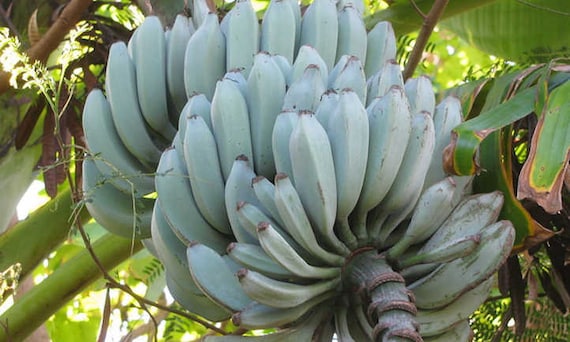 Musa Blue Java IceCream Variegated バナナ苗 Musa Ice Cream Aka. Blue Java Banana, Rooted Plant Shipped