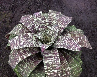 Vriesea ospinae gruberi 'Hawaiian Magic'  Magnificent New Bromeliad Cultivar,  Rooted Plant Shipped in 3" Pot