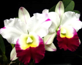 Rlc. Memoria Anna Balmores 'Carmela',  Cattleya Type Orchid Plant Shipped in 2.5" Pot