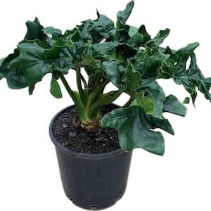 Op de afbeelding: Een levendige groene Philodendron plant met grote, getextureerde bladeren. De plant staat in een zwarte plastic container gevuld met donkere aarde. De bladeren hebben een unieke, gerimpelde uitstraling, wat visuele interesse toevoegt aan deze kamerplant.
