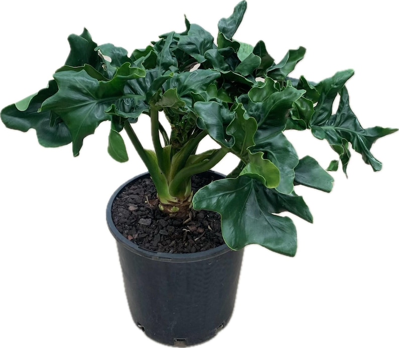 Op de afbeelding: Een levendige groene Philodendron plant met grote, getextureerde bladeren. De plant staat in een zwarte plastic container gevuld met donkere aarde. De bladeren hebben een unieke, gerimpelde uitstraling, wat visuele interesse toevoegt aan deze kamerplant.